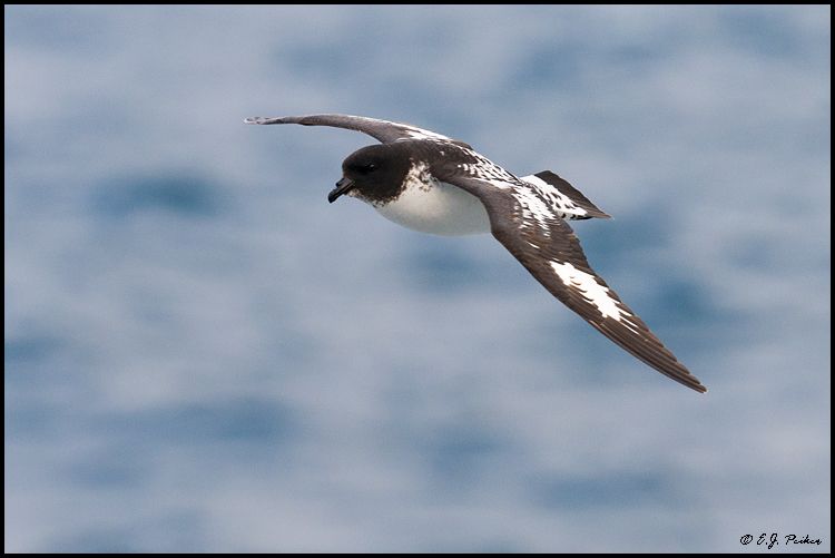 Cape Petral (Pigeon, Pintado), Drake Passage