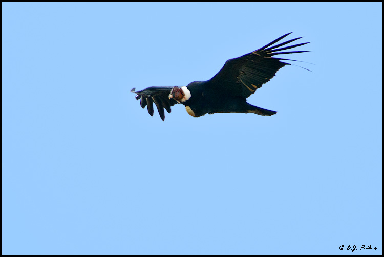 Andean Condor, Patagonia, Argentina
