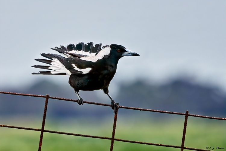 Australian Magpie, Victoria