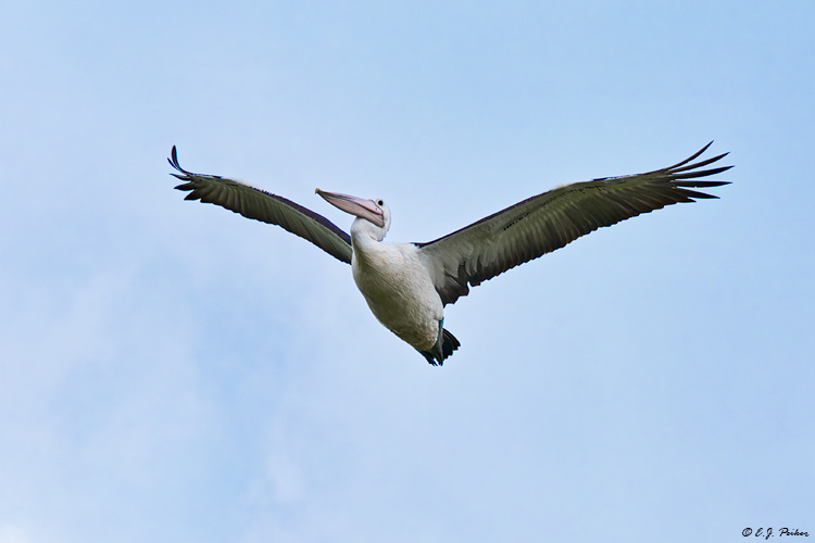 Australian Pelican, Victoria