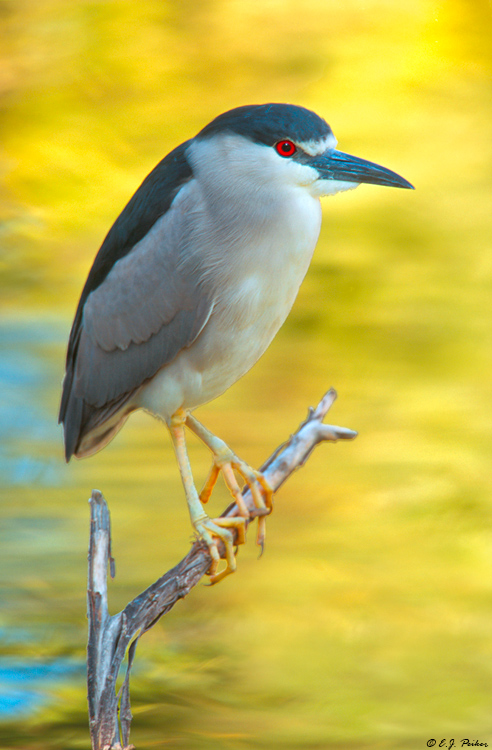 Black-crowned Night Heron, Phoenix, AZ
