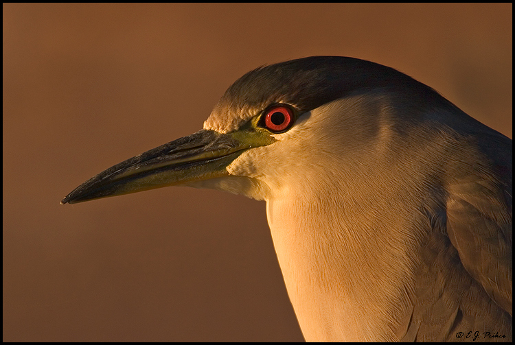 Black-crowned Night Heron, Chandler, AZ