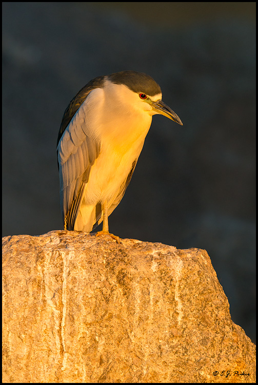 Black-crowned Night Heron, Gilbert, AZ