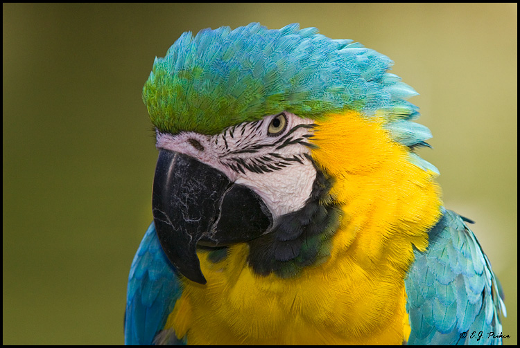 Blue-gold Macaw, Litchfield Park, AZ