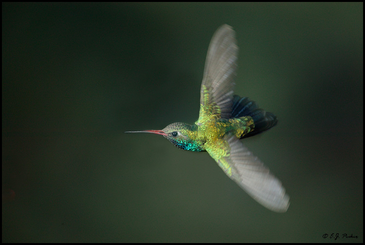 Broad-billed Hummingbird, Madera Canyon, AZ