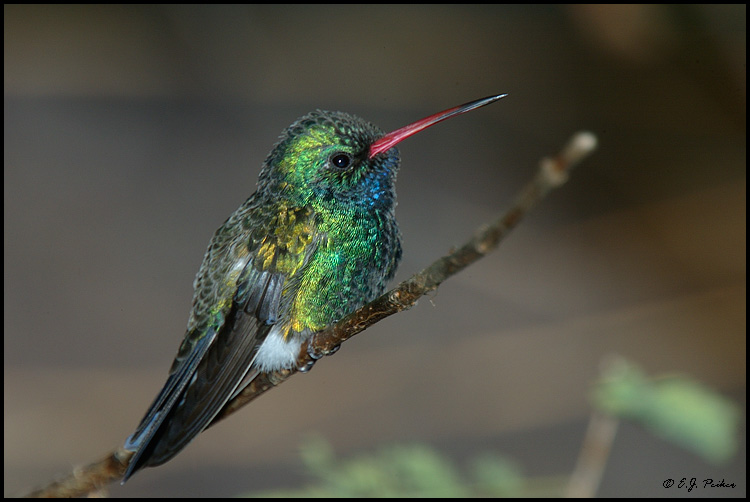 Broad-billed Hummingbird, Phoenix, AZ