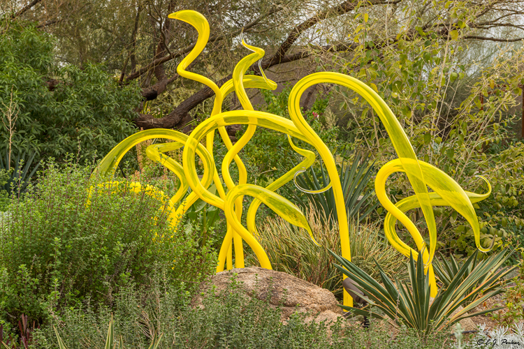 Chihuli Exhibit, Desert Botanical Garden, AZ