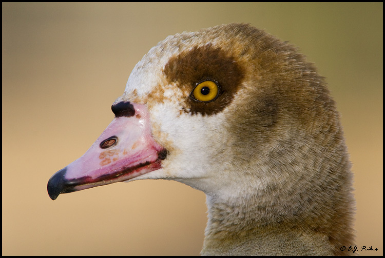 Egyptian Goose, Litchfield Park, AZ