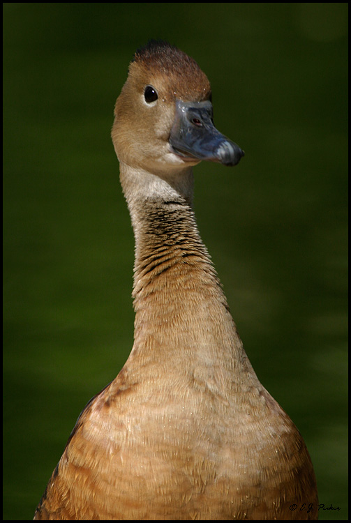 Fulvous Whistling Duck, Litchfield Park, AZ