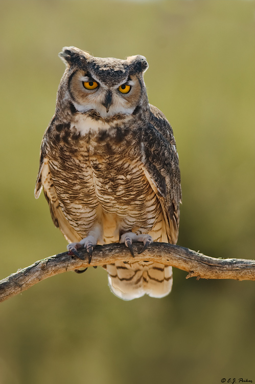 Great-horned Owl, Tucson, AZ