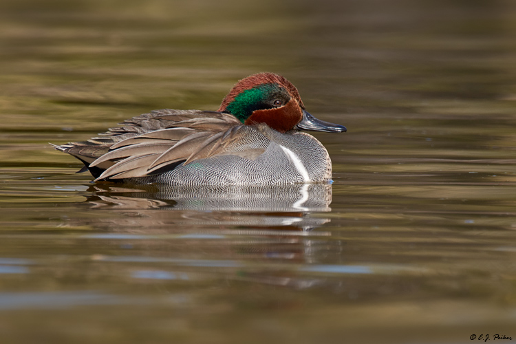 Green-winged Teal Page