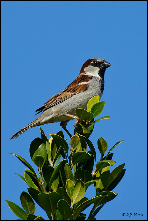 House Sparrow, Chandler, AZ
