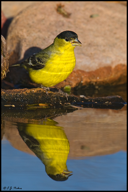 Lesser Goldfinch, Amado, AZ
