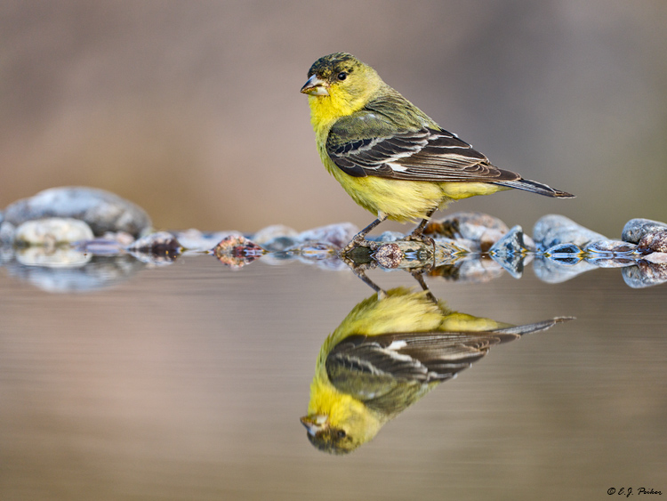 Lesser Goldfinch, Marana, AZ