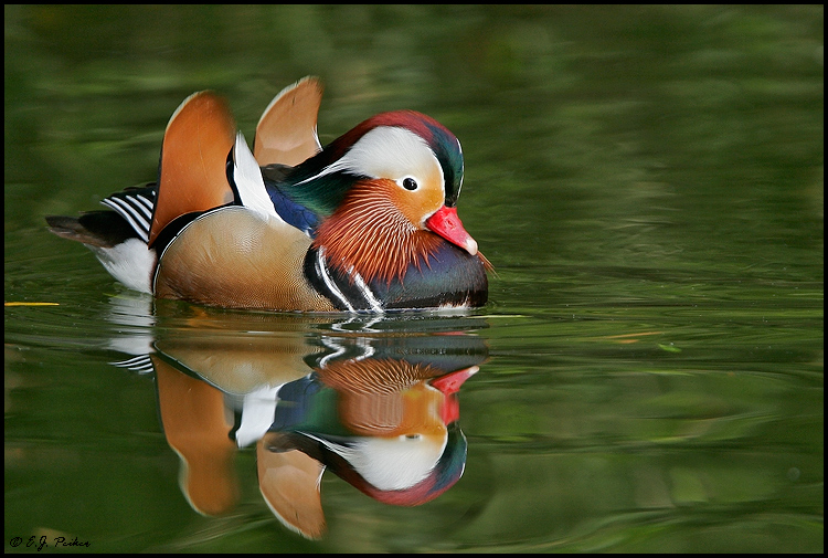 Mandarin Duck, Litchfield Park, AZ