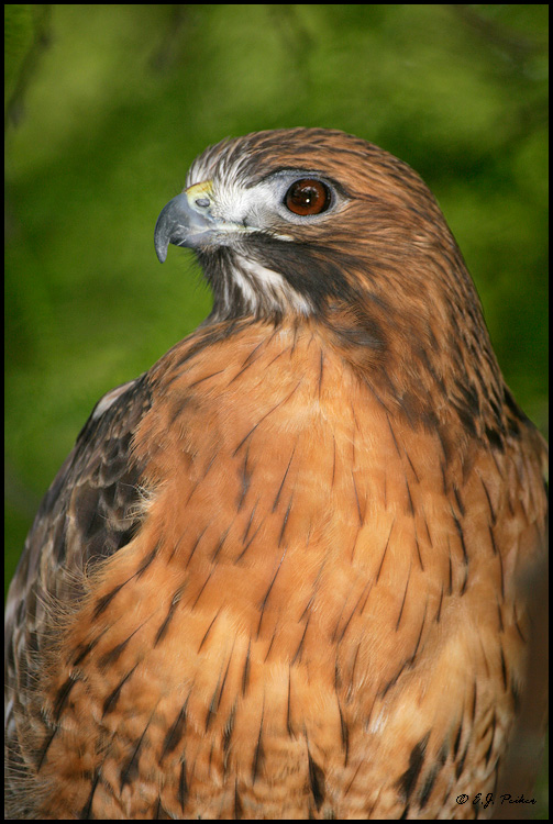 Red-tail Hawk, Escondido, CA