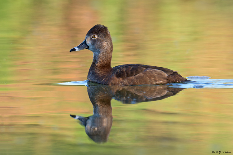 Ring-necked Duck, Gilbert, AZ