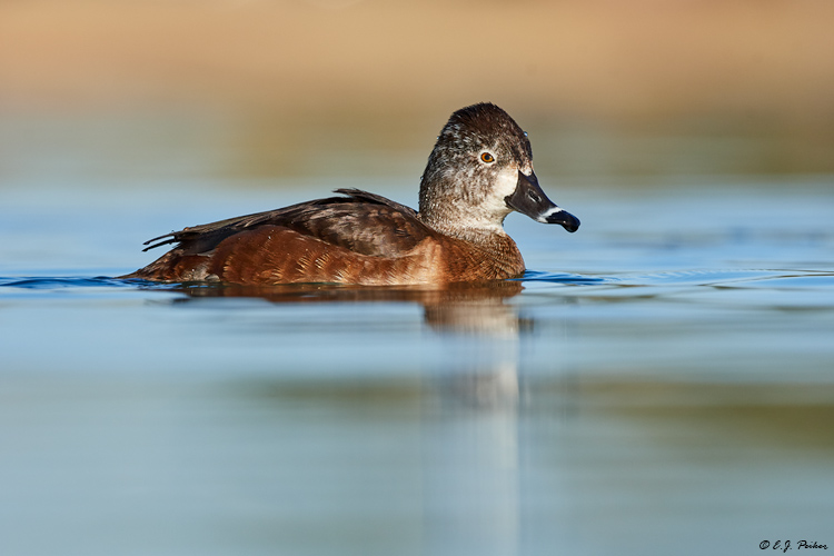 Ring-necked Duck, Tempe, AZ