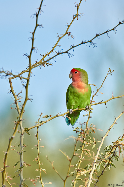 Rosy-faced Lovebird Page