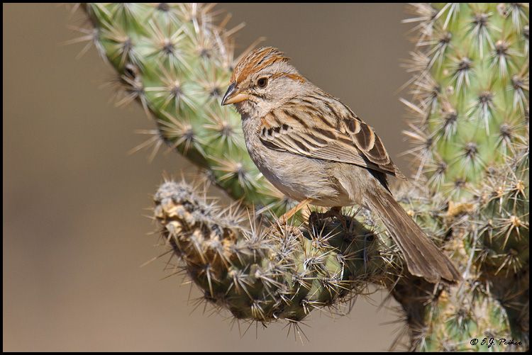 Rufous-winged Sparrow, Amado, AZ