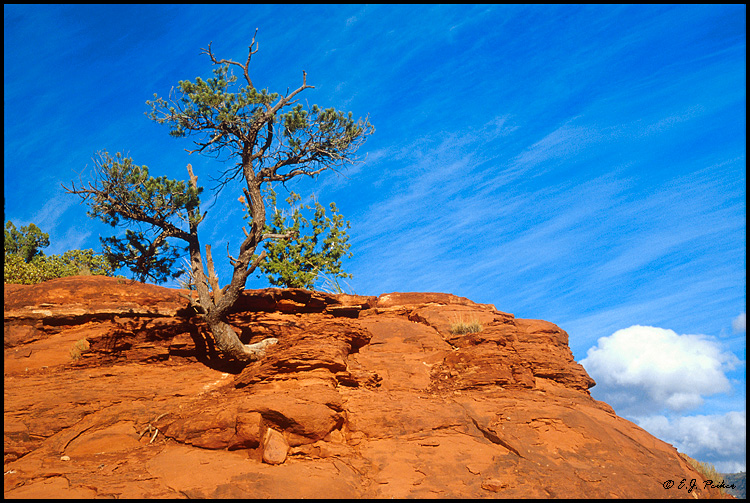Red Rock Tree, Sedona, AZ