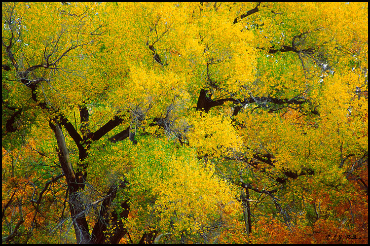 Fall Foliage, Sedona, AZ