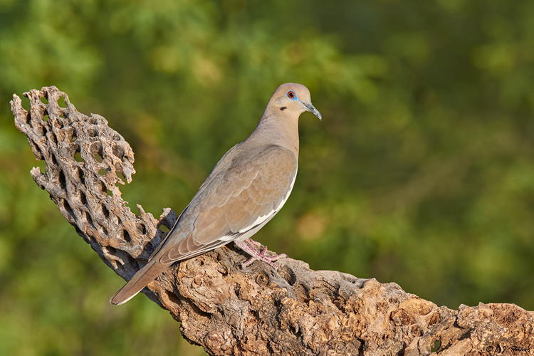 White-winged Dove, Amado, AZ