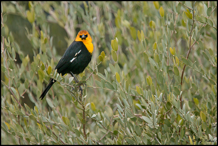 Yellow-headed Blackbird, Phoenix, AZ