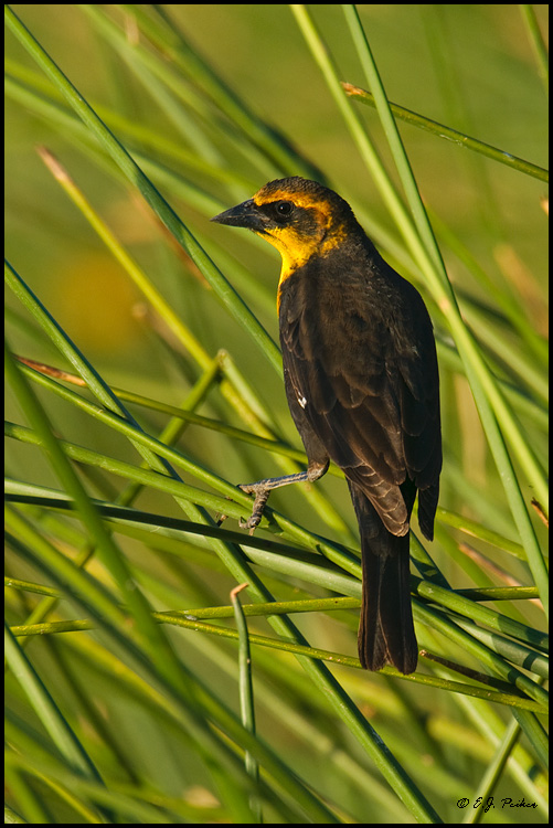 Yellow-headed Blackbird, Chandler, AZ