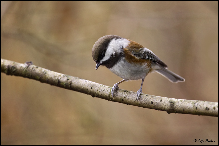 Chestnut-backed Chickadee, Vancouver, BC