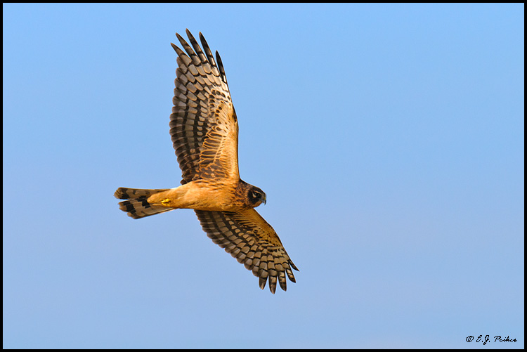 Northern Harrier, Boundary Bay, BC