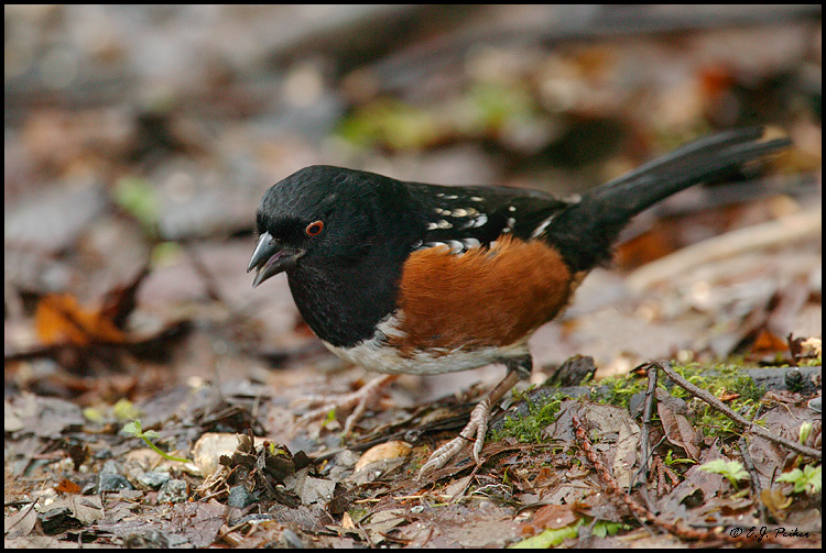 Spotted Towhee, Vancouver, BC