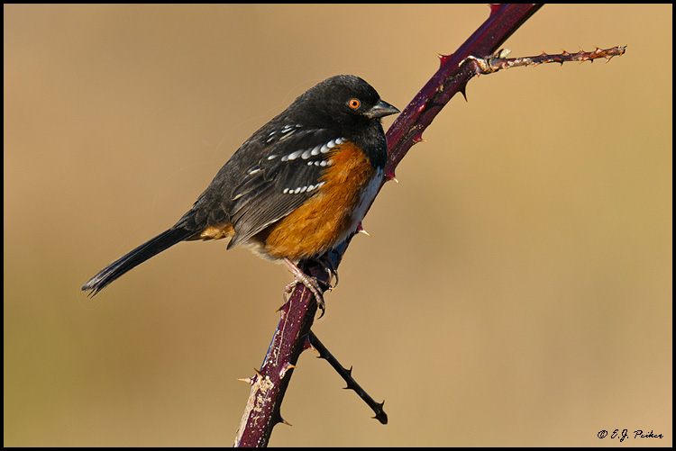 Spotted Towhee, Boundary Bay, BC