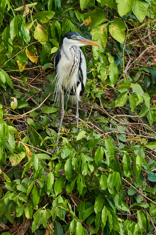 Cocoi heron, Pantanal, Brazil