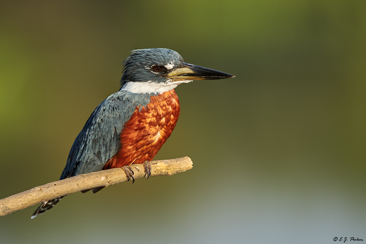 Ringed Kingfisher, Pantanal, Brazil