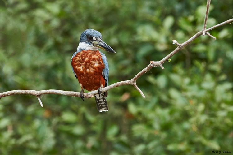 Ringed Kingfisher, Pantanal, Brazil