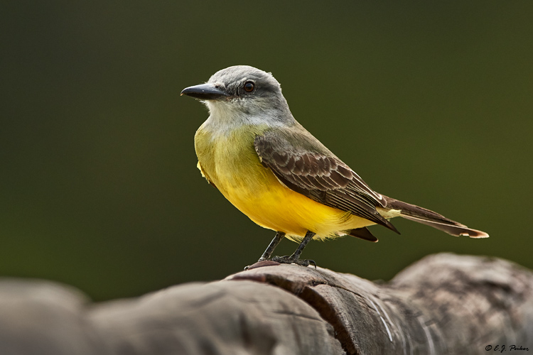 Tropical Kingbird, Pantanal, Brazi;