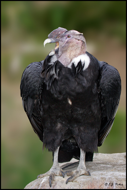 Andean Condor, San Diego, CA