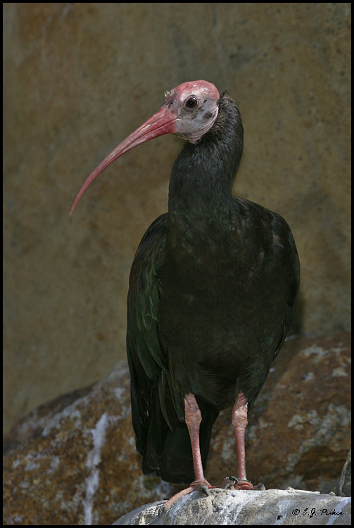 Bald Ibis, Escondido, CA