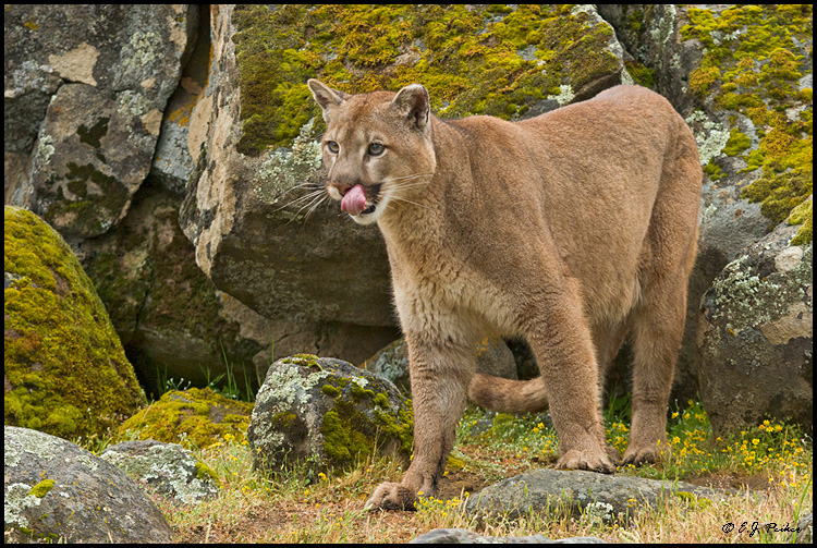 Cougar (Mountain Lion) (c), Mariposa, CA
