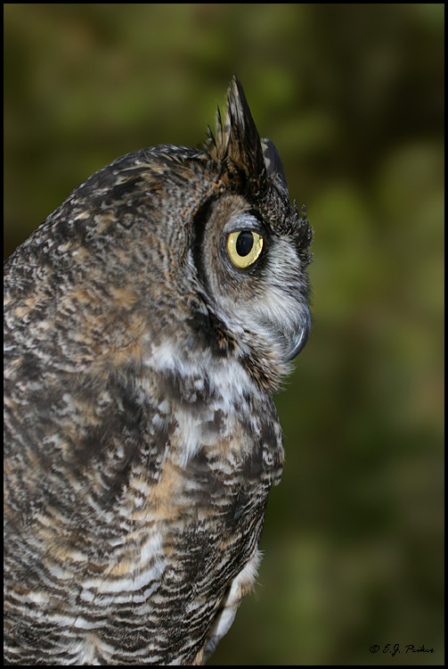 Great-horned Owl, Escondido, CA