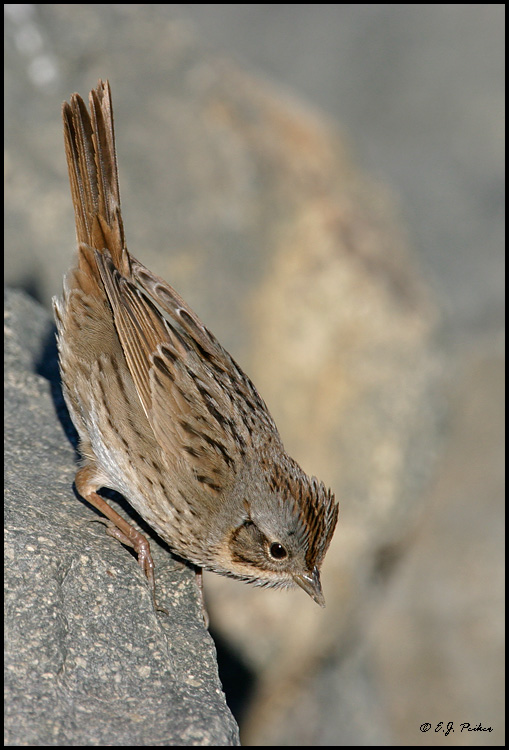 Lincoln's Sparrow, Huntington Beach, CA