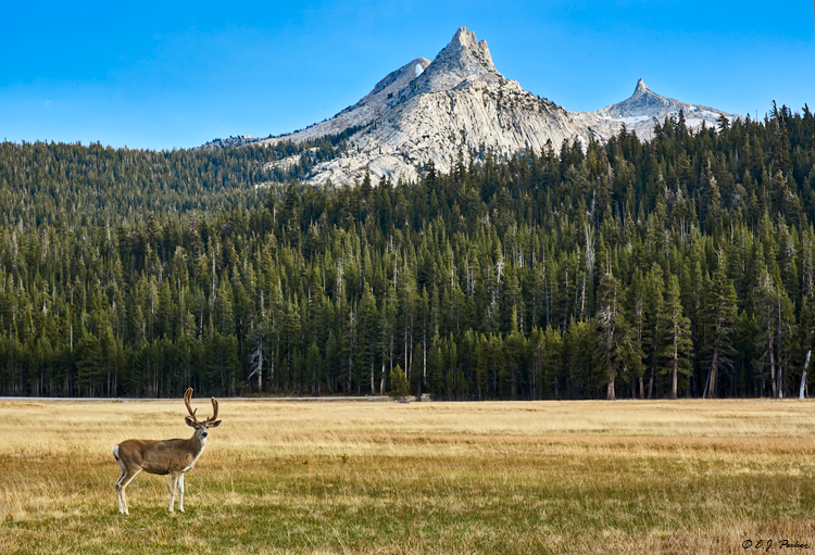 Mule Deer, Tuolumne Meadows, Yosemite