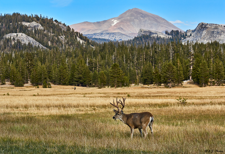 Mule Deer, Tuolumne Meadows, Yosemite