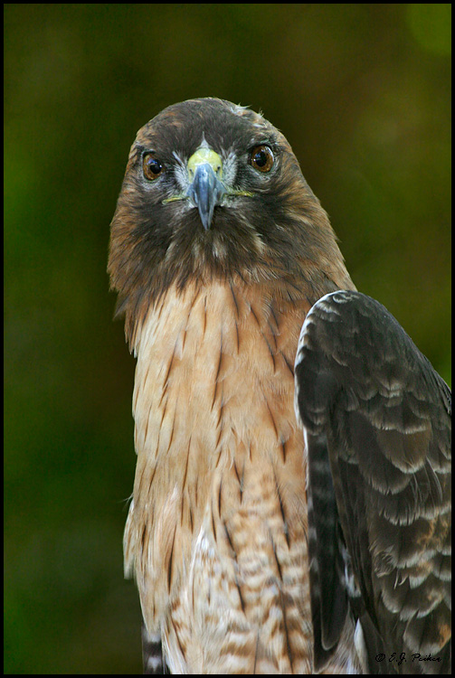 Red-tail Hawk, Escondido, CA
