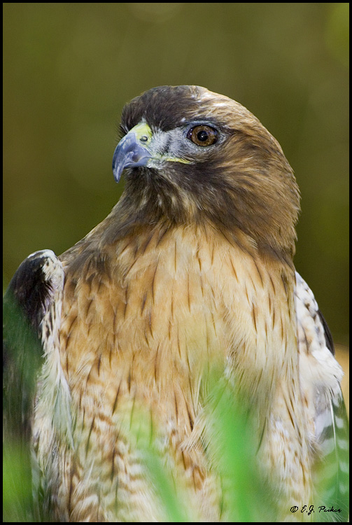 Red-tail Hawk, Escondidio, CA