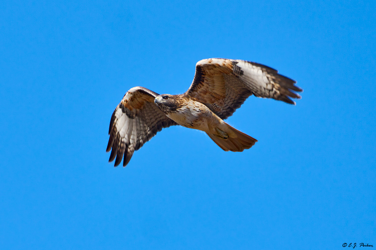 Red-tail Hawk, Santa Ynez, CA