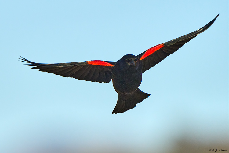 Red-winged Blackbird, Santa Ynez, CA