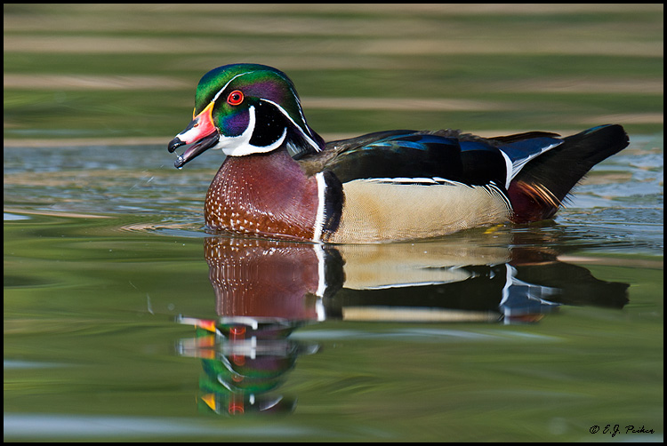 Wood Duck, Santee, CA