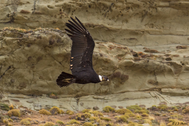 Andean Condor, Patagonia, Chile
